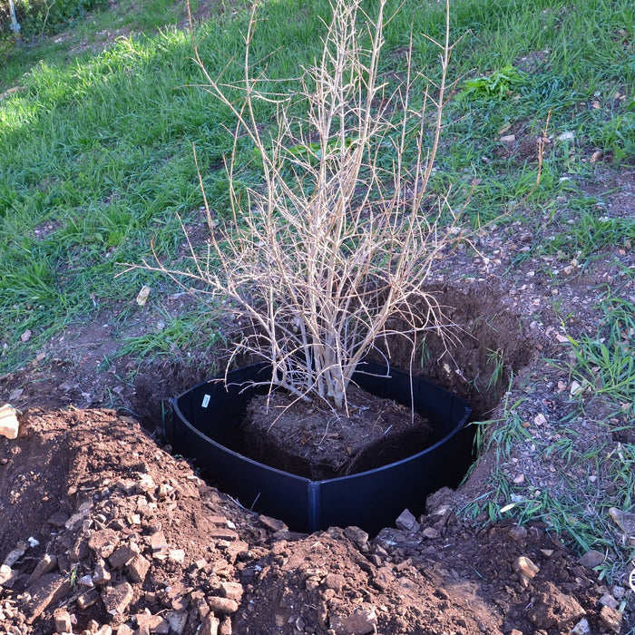 Tree Barrier Guide: Protect Property from Roots