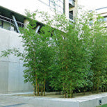 Bamboo Property Damage: What It Destroys