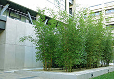 Bamboo Property Damage: What It Destroys