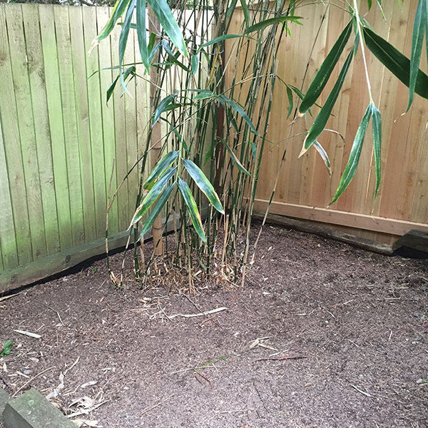Planting a Bamboo Barrier: Installation Guide