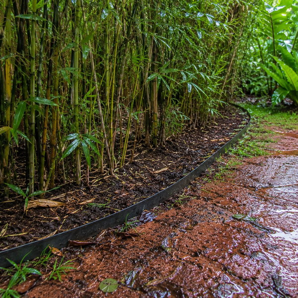 Where Does Bamboo Grow? US Range & Growth Zones