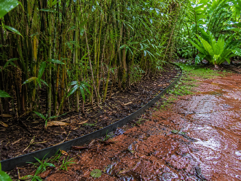 Where Does Bamboo Grow? US Range & Growth Zones