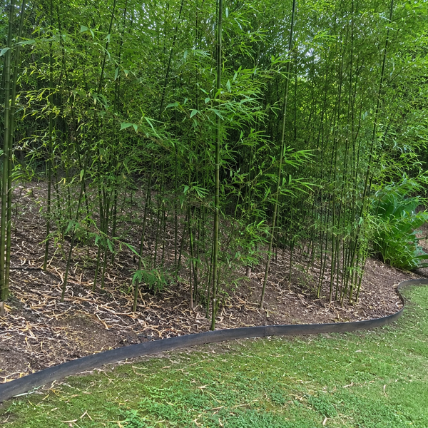 Is Bamboo a Grass? Biology & Anatomy Explained