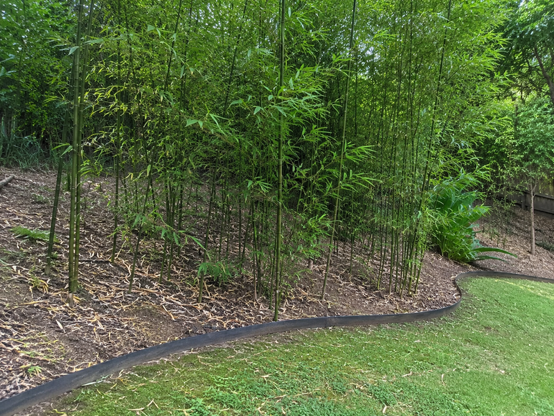 Is Bamboo a Grass? Biology & Anatomy Explained