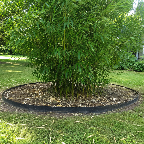 How to Stop Bamboo from Spreading: Full Guide