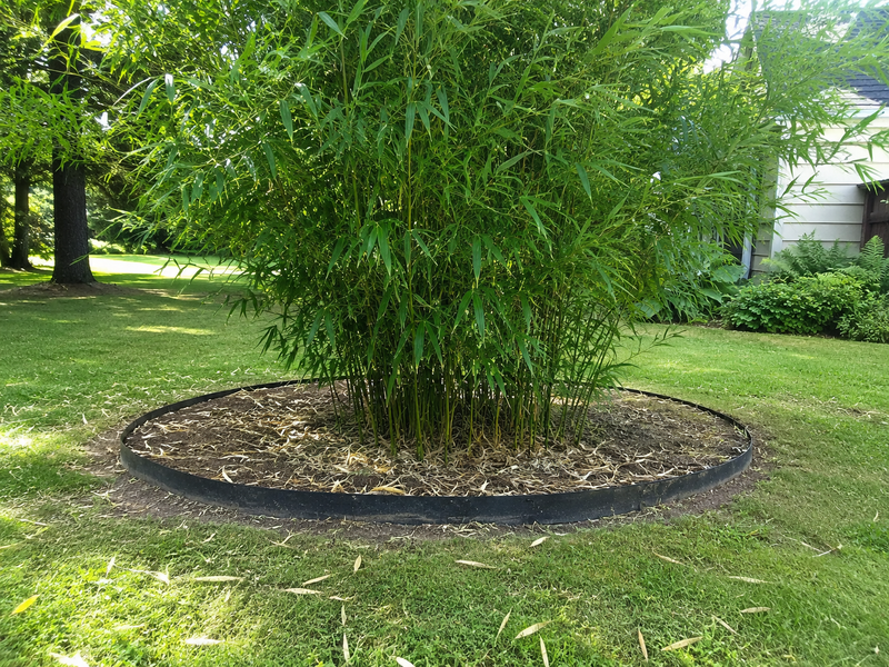 How to Stop Bamboo from Spreading: Full Guide