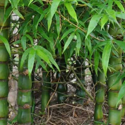 Bamboo Sprouts: When They Emerge & How to Manage