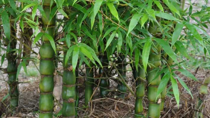 How to Look After Bamboo: Care & Pruning Guide
