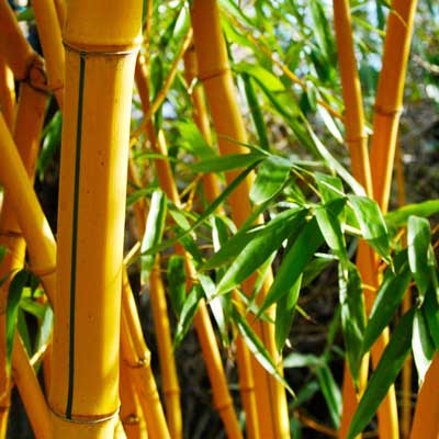 Is Bamboo Invasive? What Homeowners Should Know