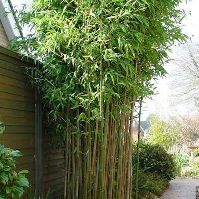 How to Kill Bamboo: Methods That Actually Work