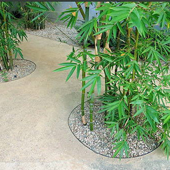 Bamboo Rhizomes: How They Grow & How to Stop Them