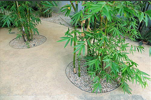 Bamboo Rhizomes: How They Grow & How to Stop Them