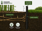 An informational diagram showing a black bamboo barrier post installed in soil with grass above, labeled with features such as spreading rhizomes, top of barrier 2 inches above grade, and benefits of stopping bamboo spread and protecting the landscape. Brand logo 'Rhizome Barrier Supply' appears in the top left.