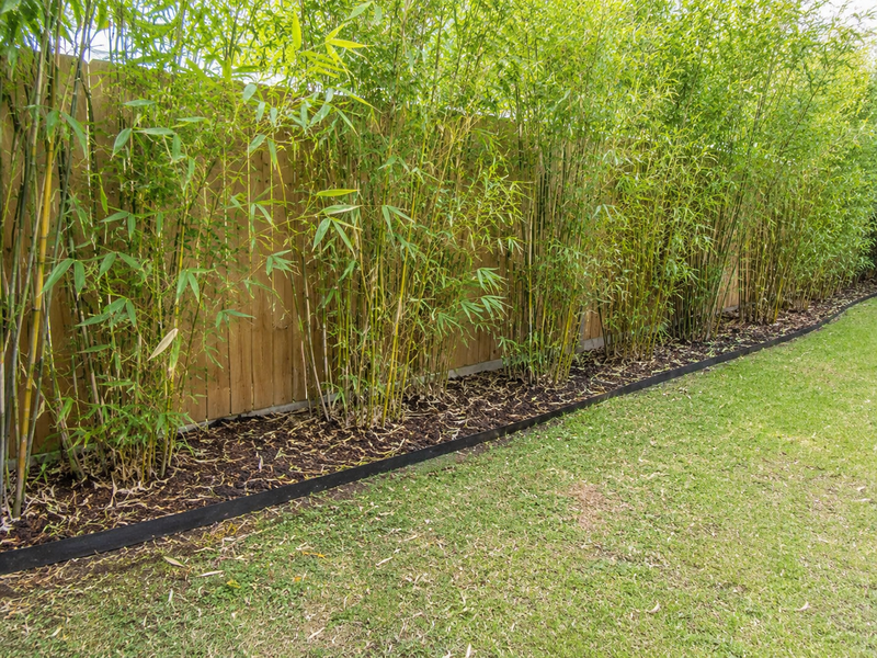 Rhizome / Bamboo Barrier 40 mil Thickness