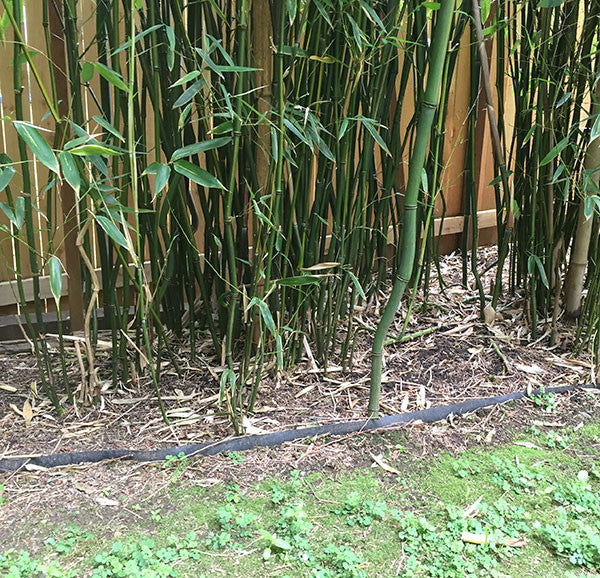 Wild Phyllostachys bamboo growing uncontained