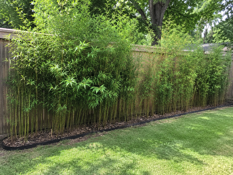 Rhizome / Bamboo Barrier 60 mil Thickness