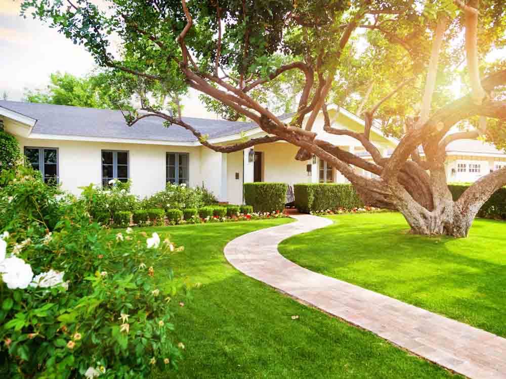 Large tree near a home, a candidate for a root barrier for foundations