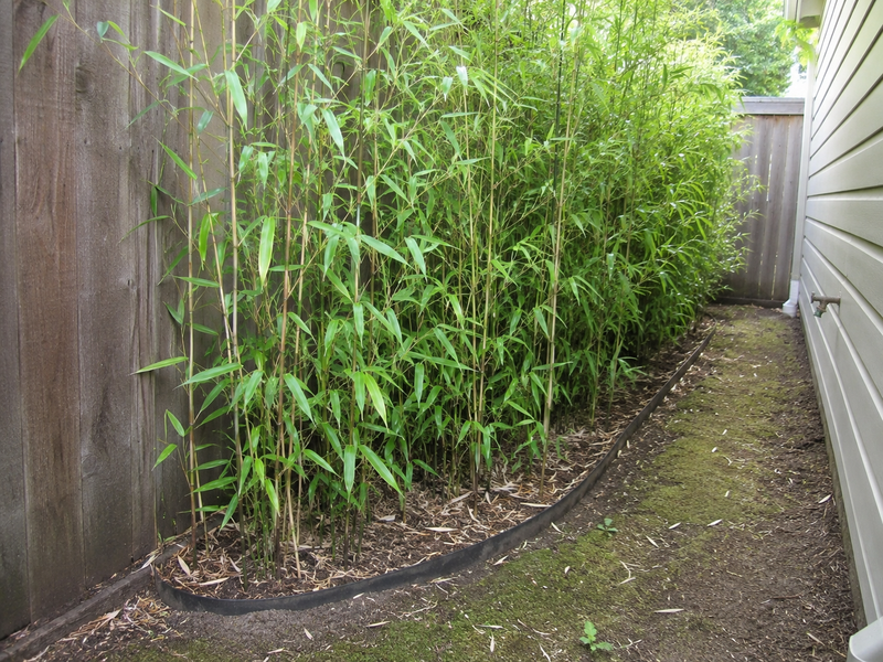 Rhizome / Bamboo Barrier 40 mil Thickness