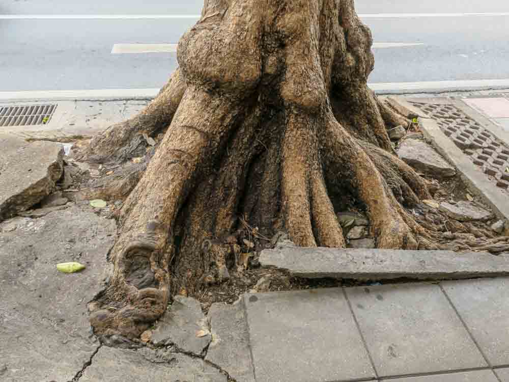 Tree roots lifting and cracking a concrete sidewalk